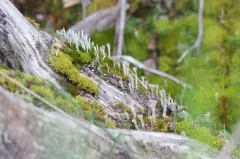 Western Pixie-cup thumbnail 1