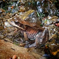 Northern Red-legged Frog thumbnail 2