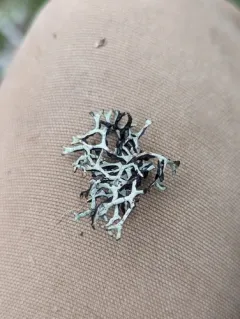 Mottled Tube Lichen thumbnail 4