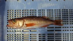 Shortbelly Rockfish thumbnail 2