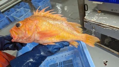 Greenspotted Rockfish