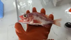 Splitnose Rockfish thumbnail 2