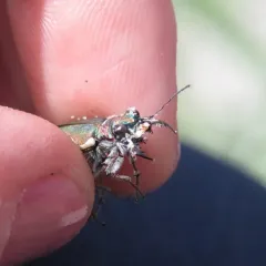 Pacific Coast Tiger Beetle thumbnail 4