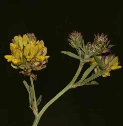 sickle alfalfa