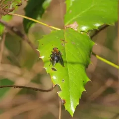 Bumblebee Catkin Fly thumbnail 3