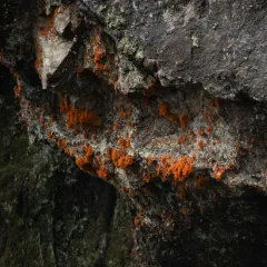 Orange Rock Hair thumbnail 2