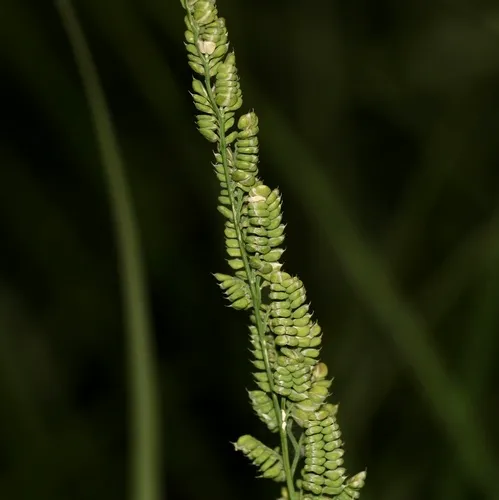 american slough grass
