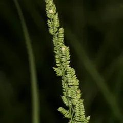 american slough grass thumbnail 1