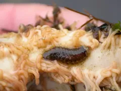Thormora setosior thumbnail 4