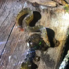 Saddleback Gunnel thumbnail 4