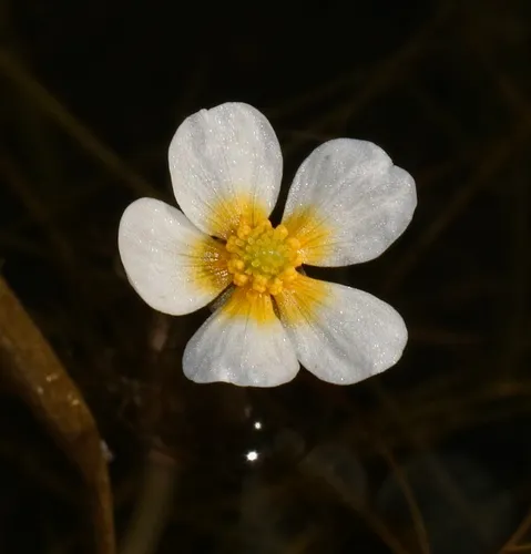 Longbeak buttercup