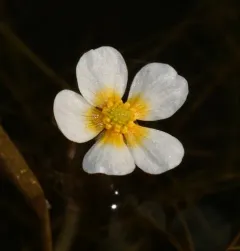 Longbeak buttercup thumbnail 1