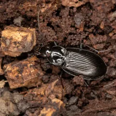 Agonum melanarium thumbnail 3