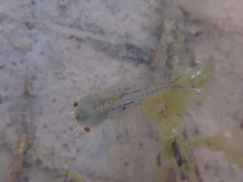 Neglected Fairy Shrimp