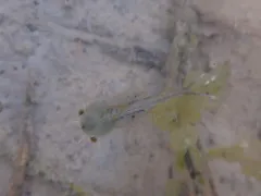 Neglected Fairy Shrimp thumbnail 1