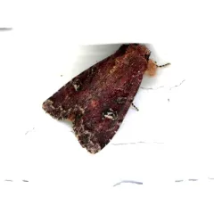 Thoughtful Apamea thumbnail 4
