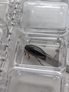 Colymbetes exaratus thumbnail 1