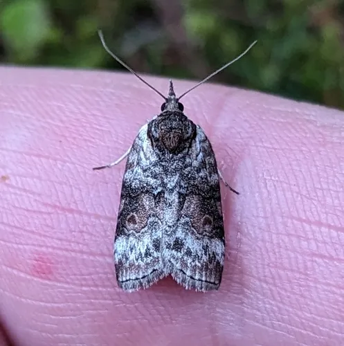 Grey Midget Moth