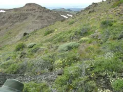 western valley sedge thumbnail 4