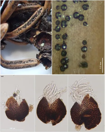 Phaeocryptopus nudus