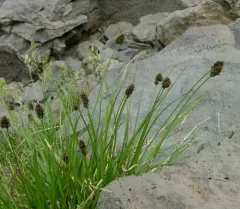 foetid sedge thumbnail 2