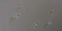 Monoraphidium tortile thumbnail 2