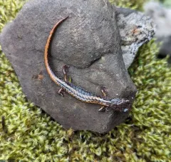 Larch Mountain Salamander thumbnail 3
