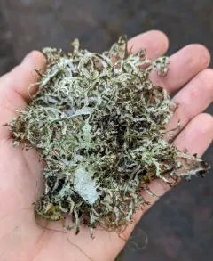Ribbon Rag Lichen thumbnail 4