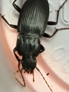 Dicaelus politus thumbnail 2