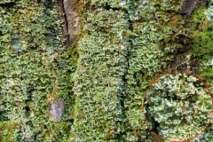 Tremella cladoniae thumbnail 3