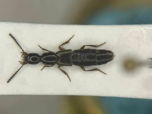Gabrius brevipennis