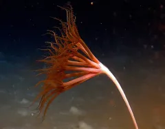 Umbellula lindahli thumbnail 2