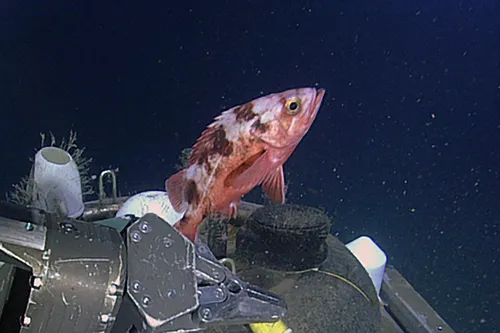 Darkblotched Rockfish