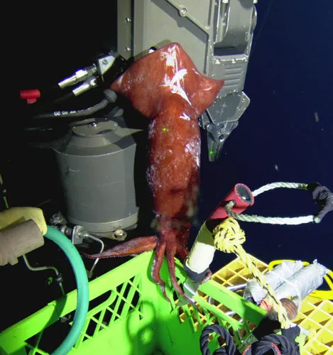 Boreopacific Armhook Squid