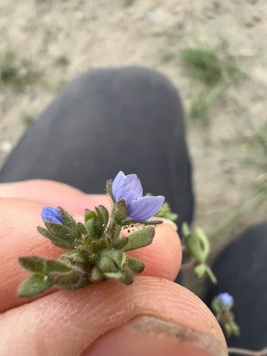 Fingered Speedwell