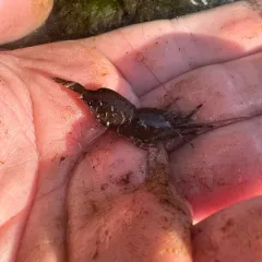 Stout Coastal Shrimp thumbnail 3
