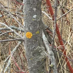 Hooded Sunburst Lichen thumbnail 3