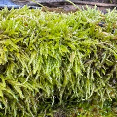 Tufted Feather-moss thumbnail 3