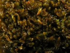 Great Mountain Flapwort thumbnail 4