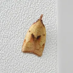 Mosaic Sparganothis Moth thumbnail 2