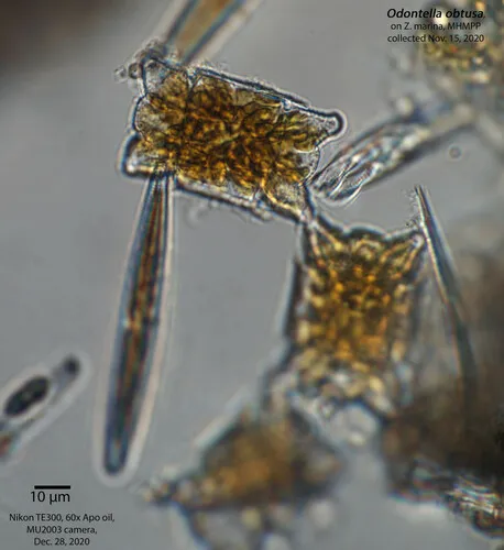 Odontella obtusa