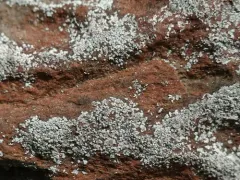 White Dust Lichen thumbnail 2