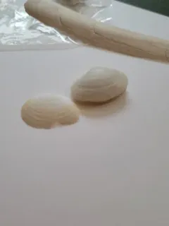 Lea's Spoon Clam thumbnail 4