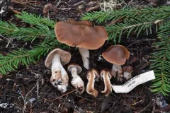 Cortinarius brunneifolius thumbnail 2