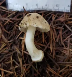 Inocybe xanthomelas thumbnail 4