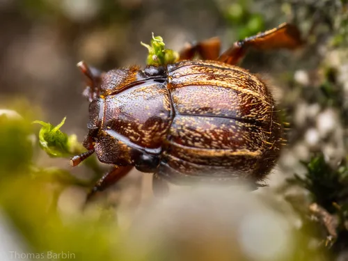 Haeterius tristriatus