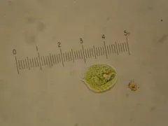 Phacus circulatus thumbnail 3