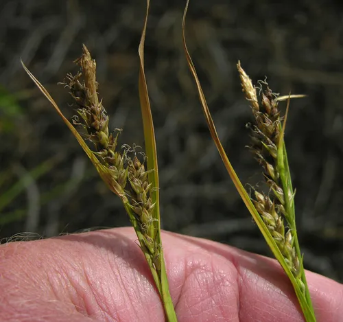 whitney's sedge