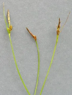 short-stemmed sedge thumbnail 3