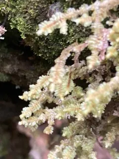 Caurinus dectes thumbnail 2